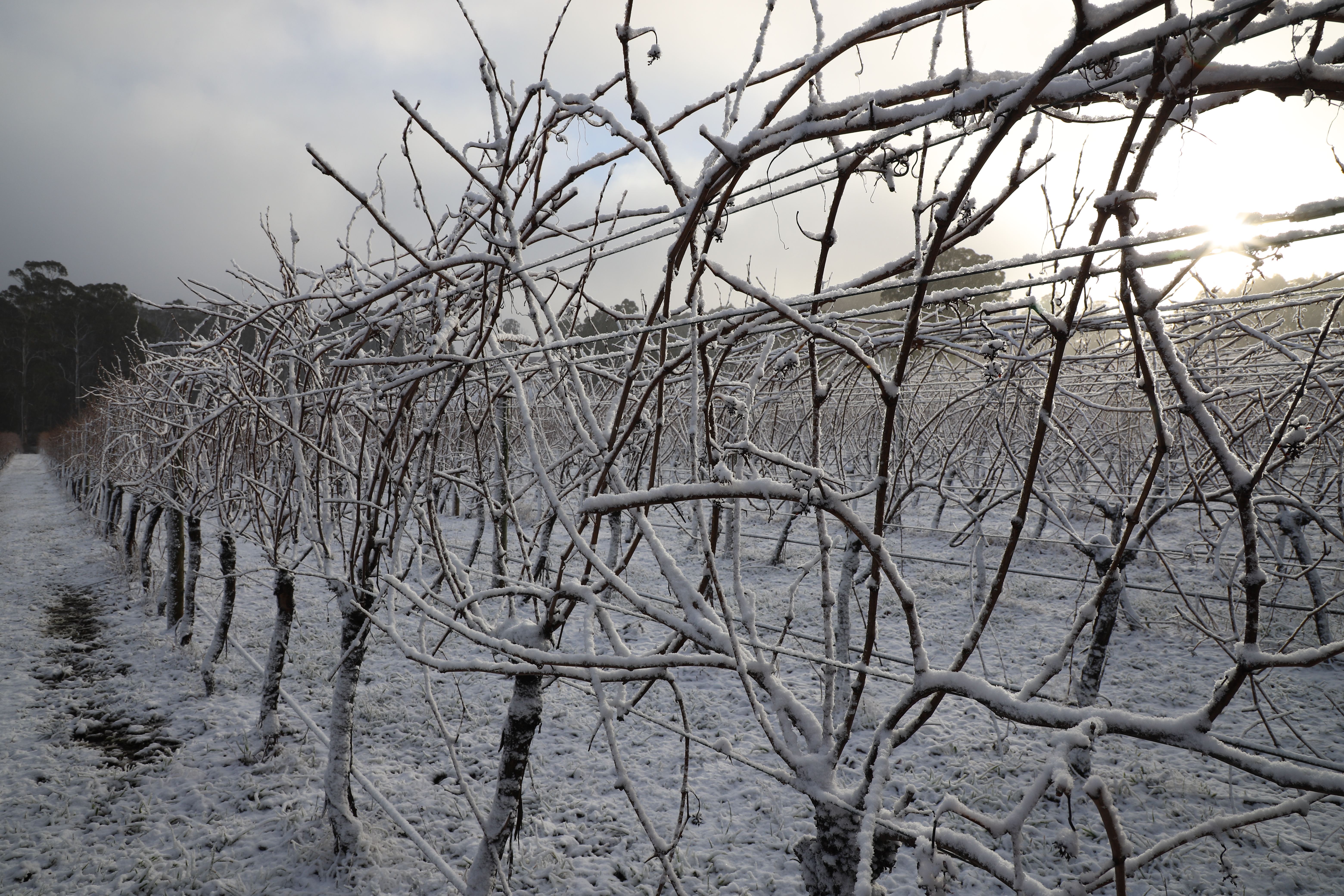 cold climate vines
