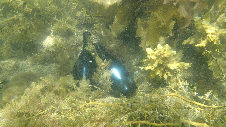 bottles on the ocean floor amongst seaweed